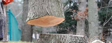 Best Tree Mulching  in Claremont, NH